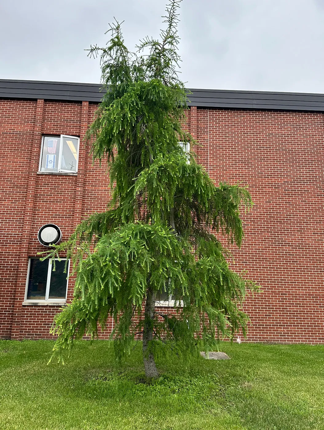 American Larch tree on NDSU Campus