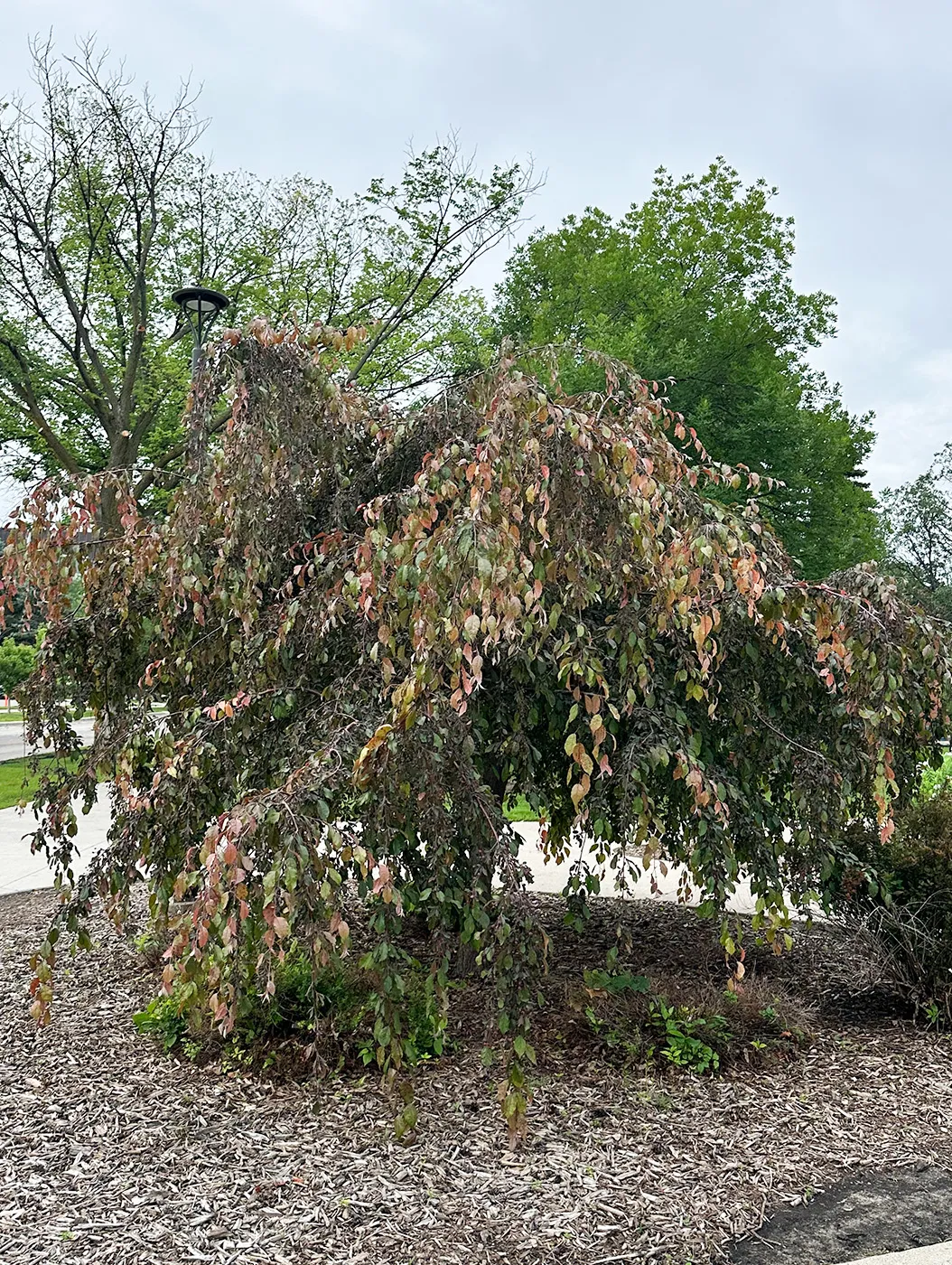 Crabapple Tree in the Summer
