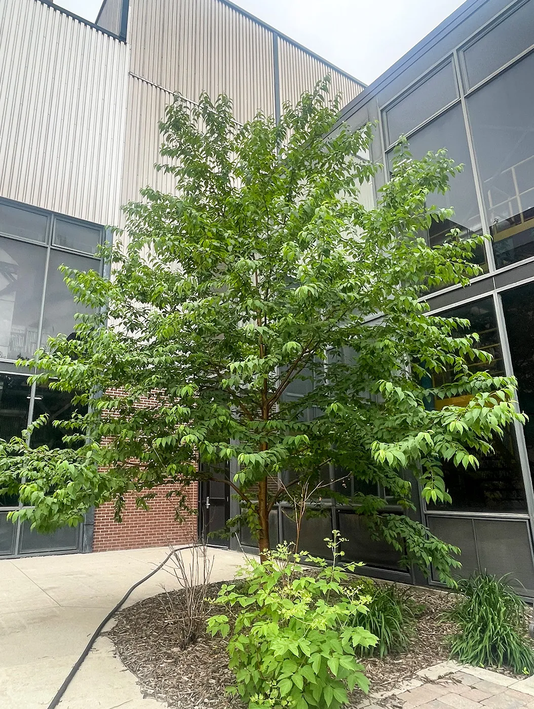 Amur Chokecherrry Tree in the Summer