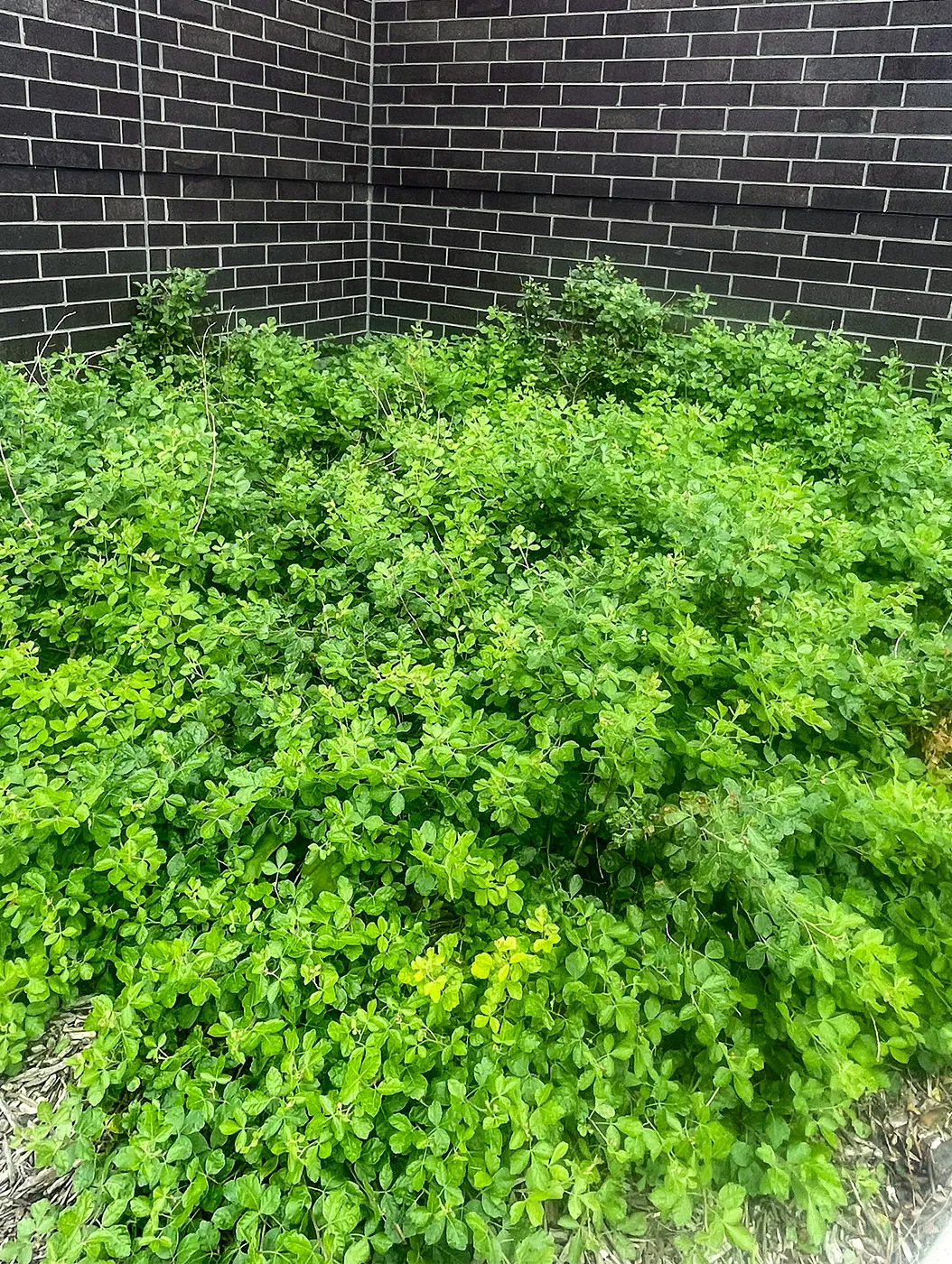 Fragrant Sumac in the Summer