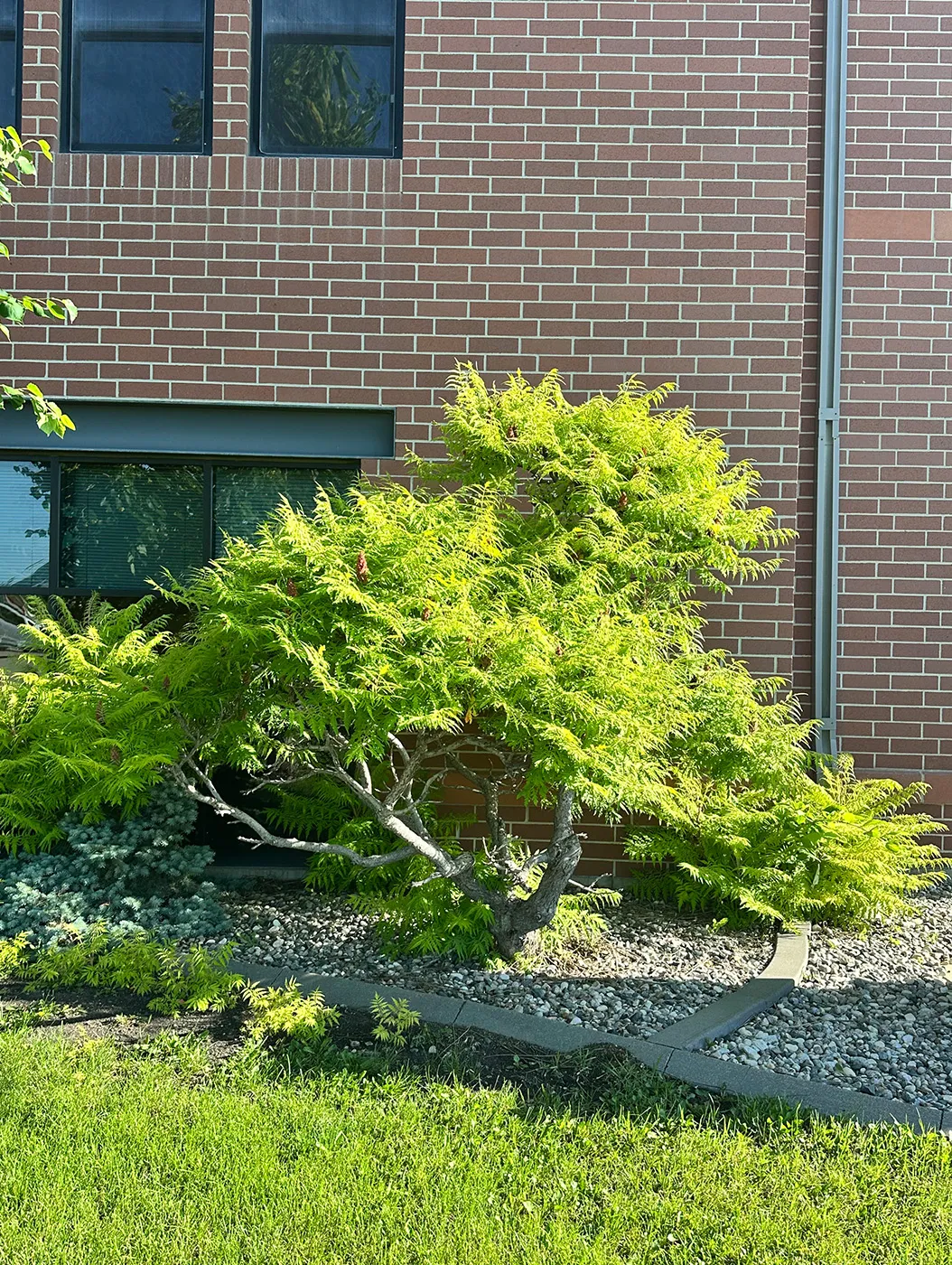Staghorn sumac shrub in the summer