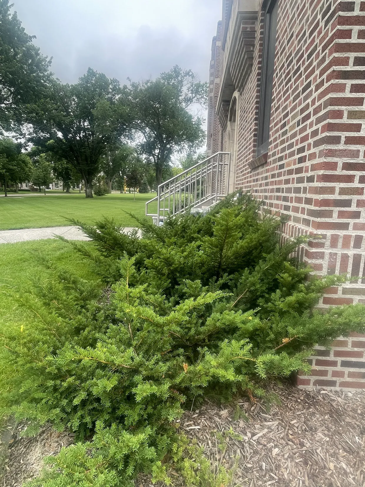 Japanese Yew Shrub in the Summer