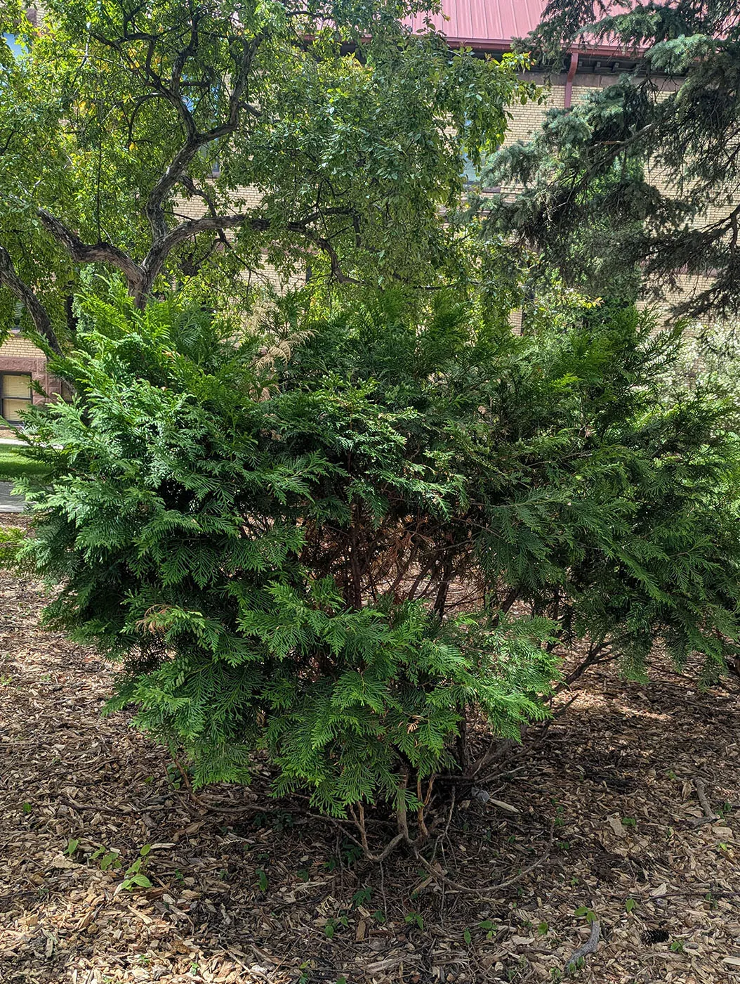 Mr. Bowling Ball Arborvitae Shrub in the Summer