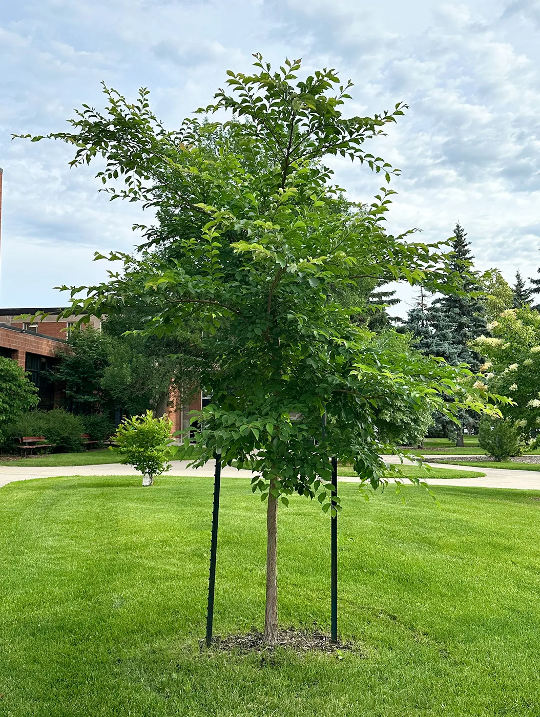 Discovery® Japanese Elm Tree in the Summer
