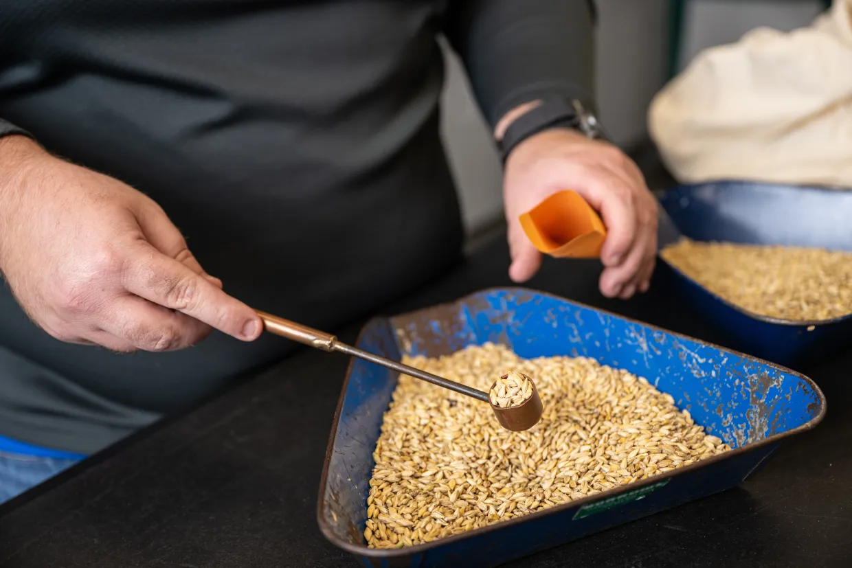 a student scooping barley from a bag