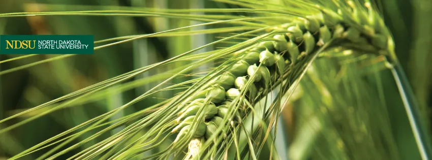 facebook cover photo of a close up photo of wheat and the NDSU logo