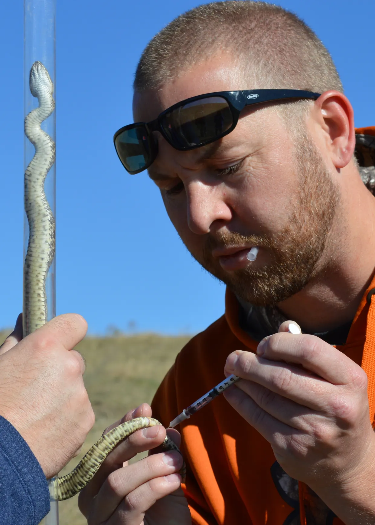 Matthew smith injecting a snake during field research.