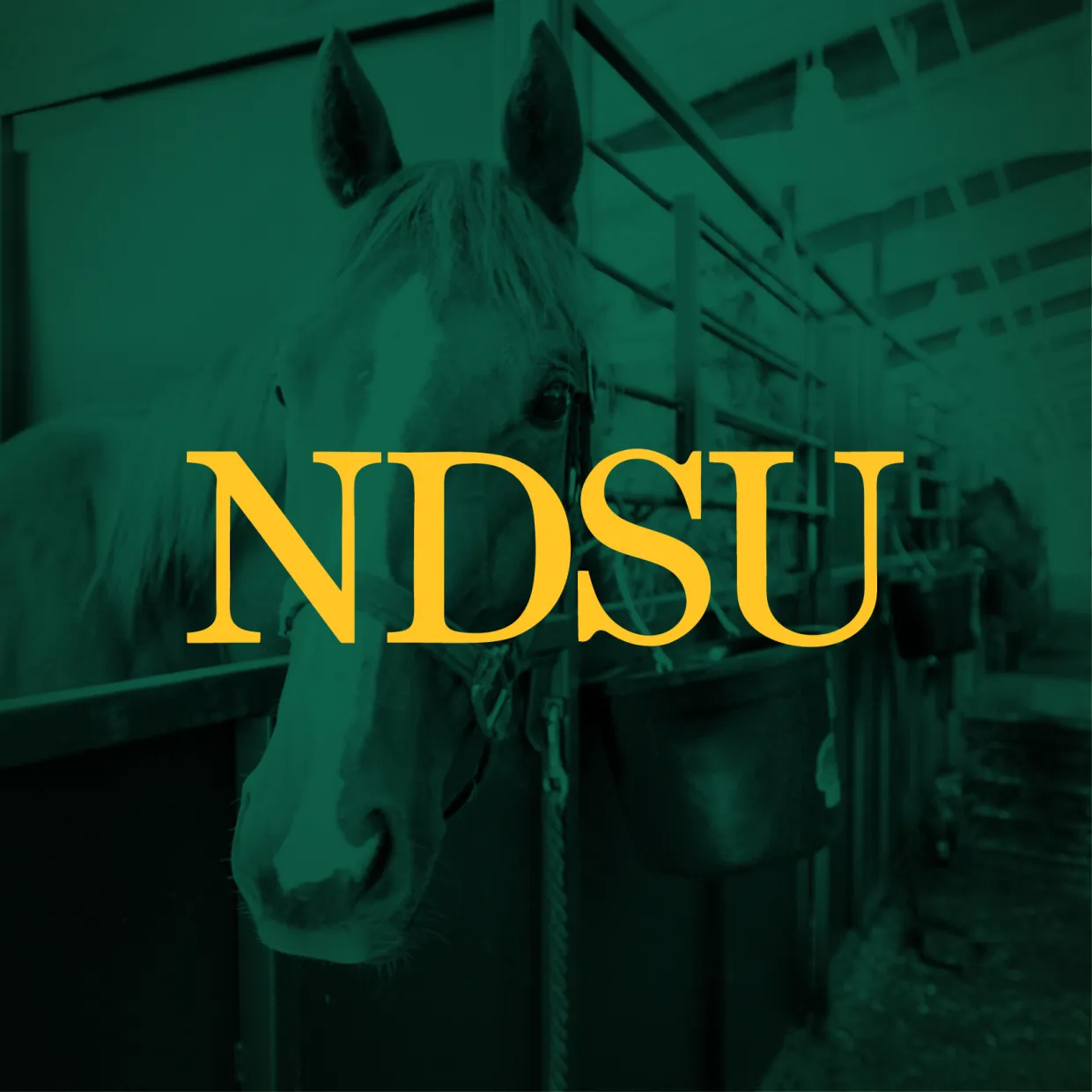 NDSU profile picture with equine center background