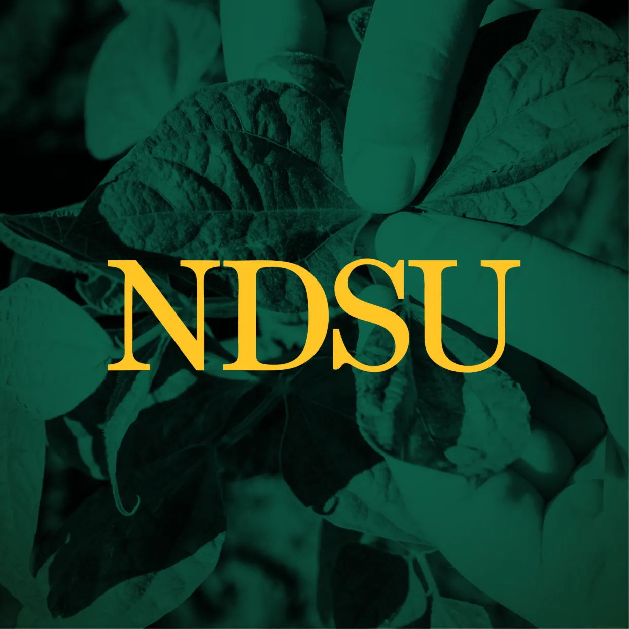NDSU profile picture with agriculture background