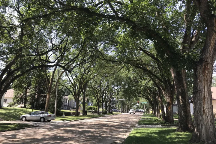 Large elm trees lining a city block with branches hanging over the street