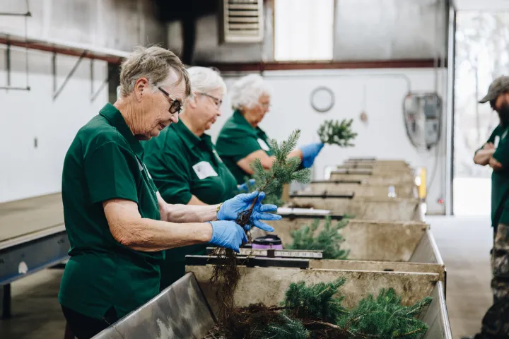 Three older women packaging tree seedlings in an assembly line