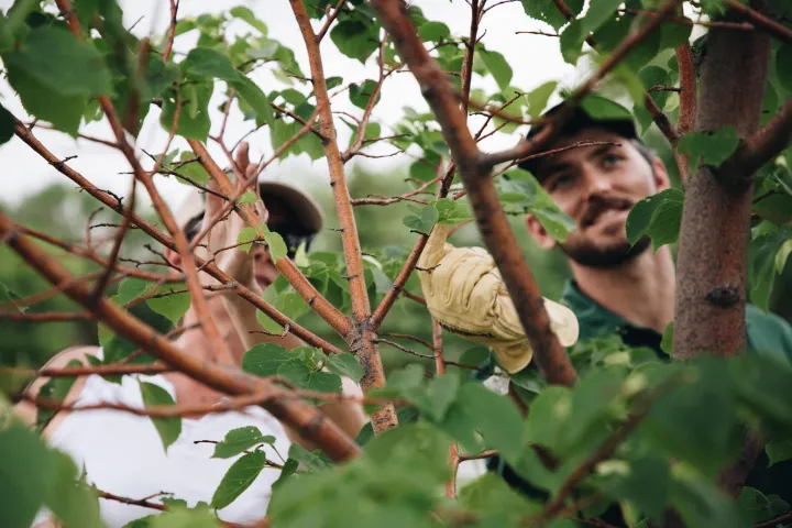Interior of a tree canopy with two people looking for a branch to cut