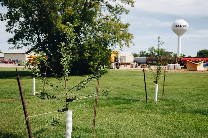 Young trees planted in an open green space with a tree and water towner in the background
