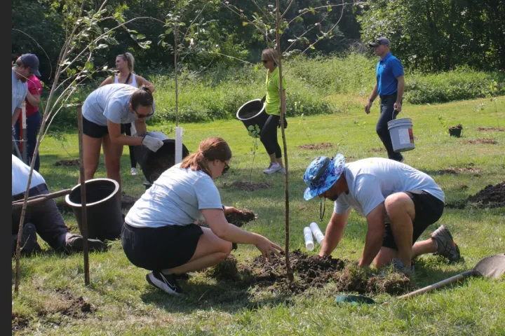 A group of volunteers plant trees in an open green space