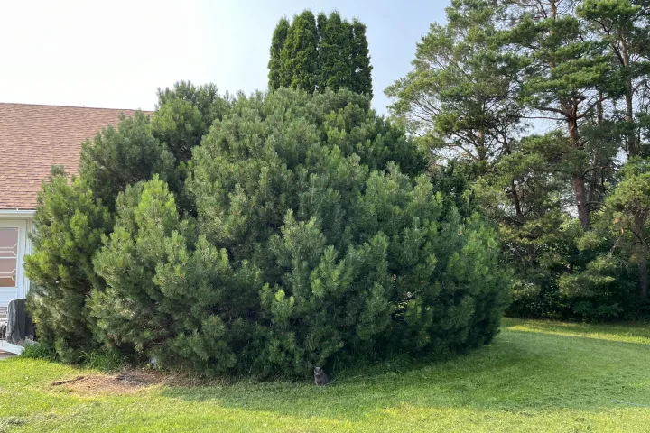 A large evergreen tree looks like a shrub