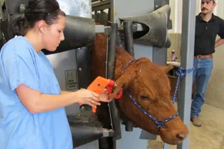 Vet tech student cow ear tag