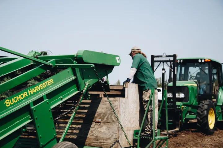 A man operates a large green machine that is harvesting tree seedlings