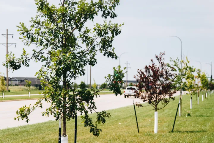 Young trees planted in a row next to a street
