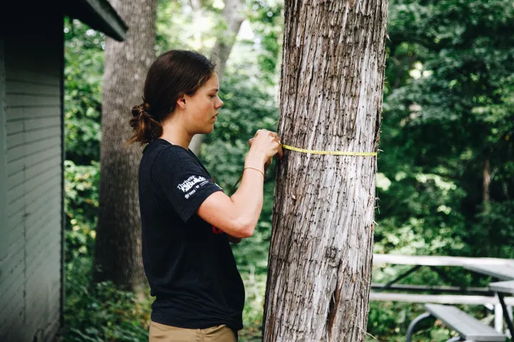 A young woman measures the circumference around a tree
