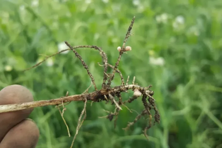 Root nodules on pea plants from Geddes farm 2018
