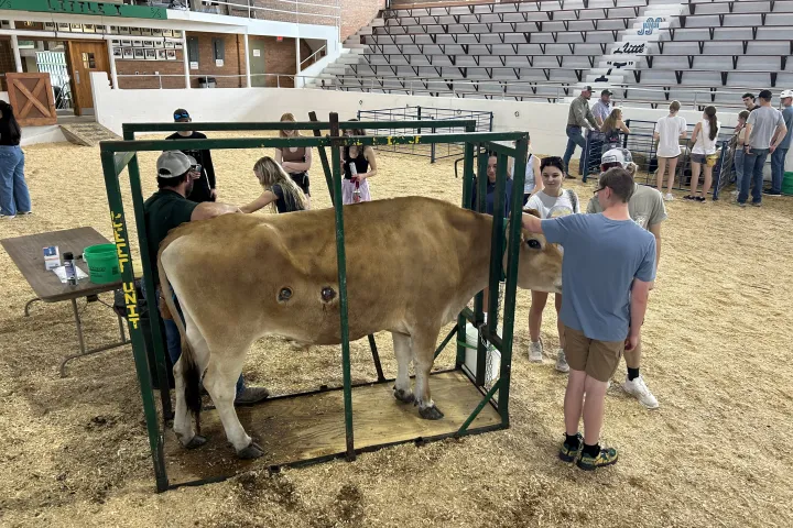Students learning about cannulated steer in Shepard Arena on NDSU campus