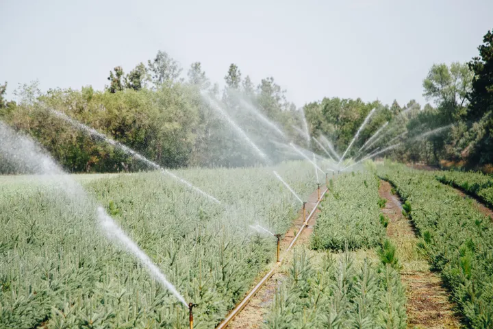 Landscape of small tree seedling farm with irrigation sprinklers shooting water