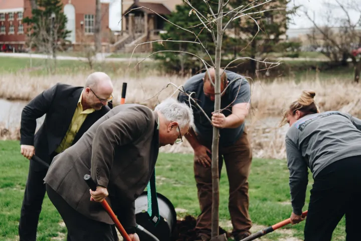 Four people pour soil into a hole using shovels, to plant a tree