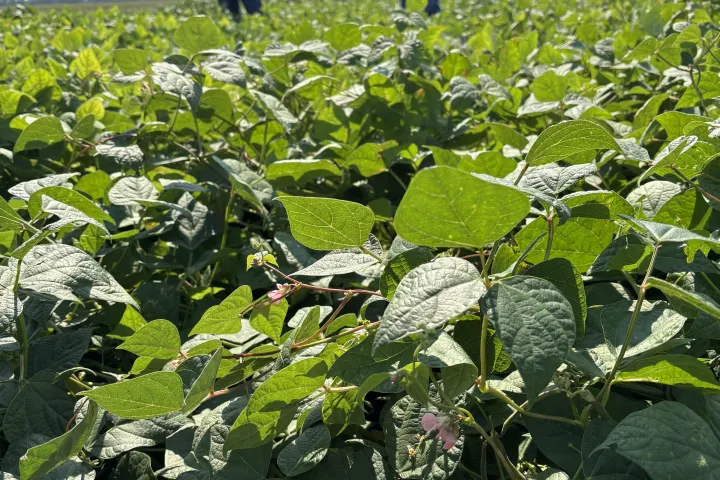 Dry Bean Field day 2025
