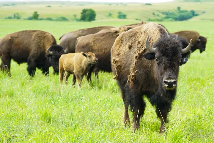 Buffalo