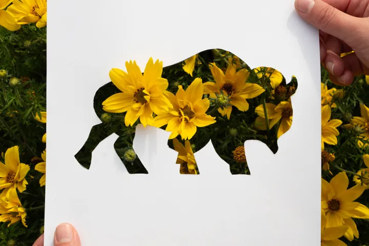 hands holding a white piece of paper with a bison shape cutout on top of some yellow campus on flowers