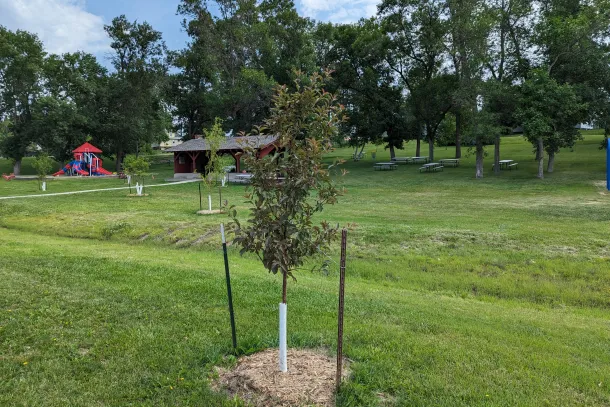 Young trees planted in a park with a playground in the background