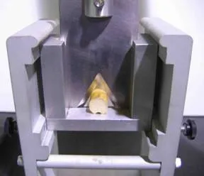 Sharp edge blade of a modified Warner-Bratzler device cutting a corn stalk sample.