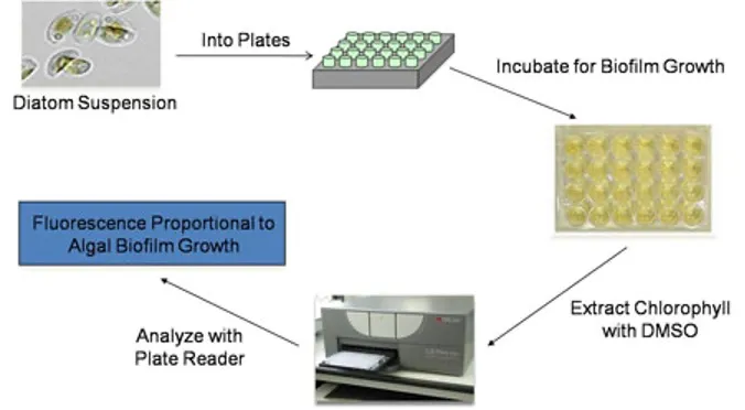Algal Biofilm Growth diagram.
