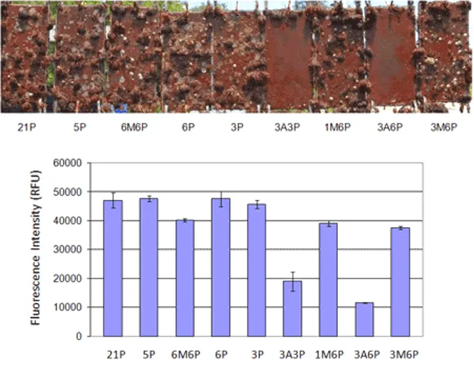Algal biofilm growth NDSU vs. fouling FIT