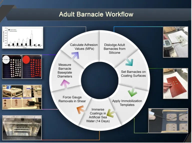 Barnacle attachment and adhesion graph with images.