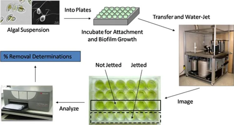 Microalgal adhesion apparatus.