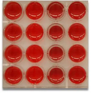 Red blood cell assay