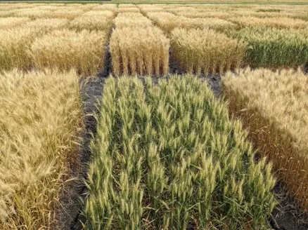 Wheat Breeding Feilds