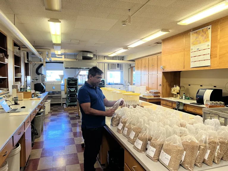 Dr. shahidul Islam inspecting the samples received for crop qualitu survey