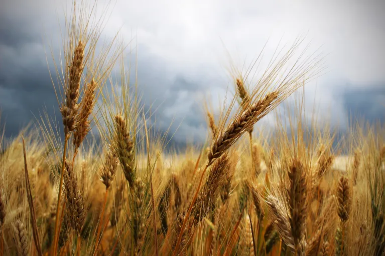 Wheat spikes