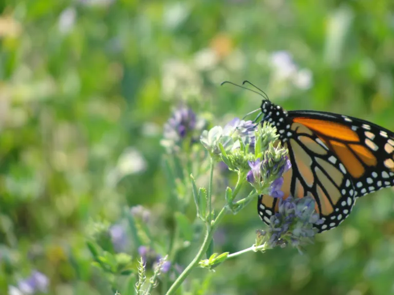 Alfalfa monarch taking nectar from flower in field.
