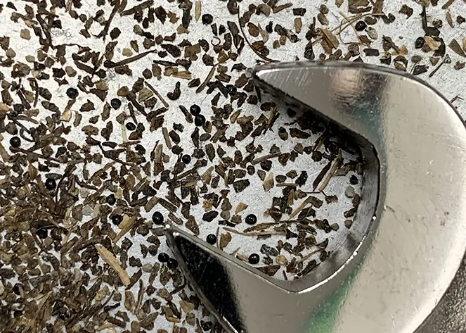 The open end of a stainless steel wrench provides scale for many tiny pieces of dark colored plant material