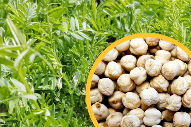A close-up of lightly colored pulse crop seeds with a circular gold border is inset into a photo of greenery.
