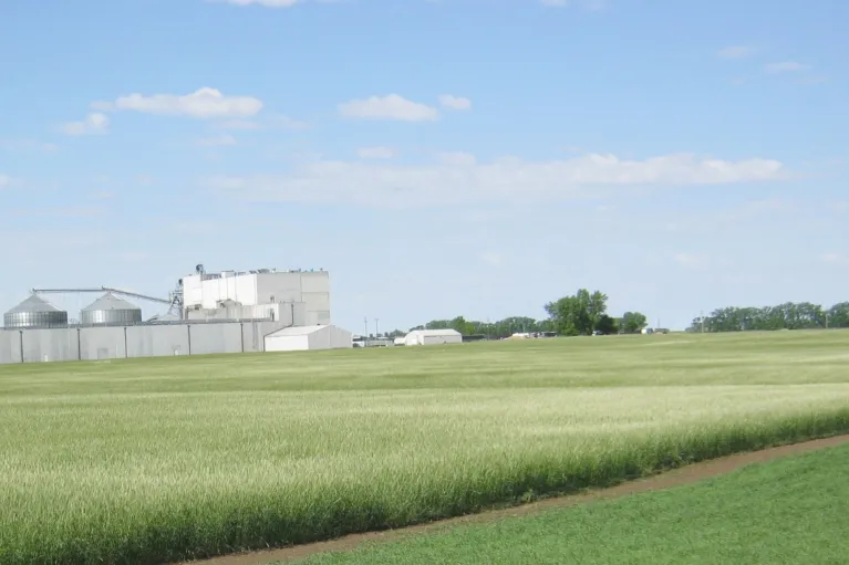 A field of winter rye with white farm buildings in the background.