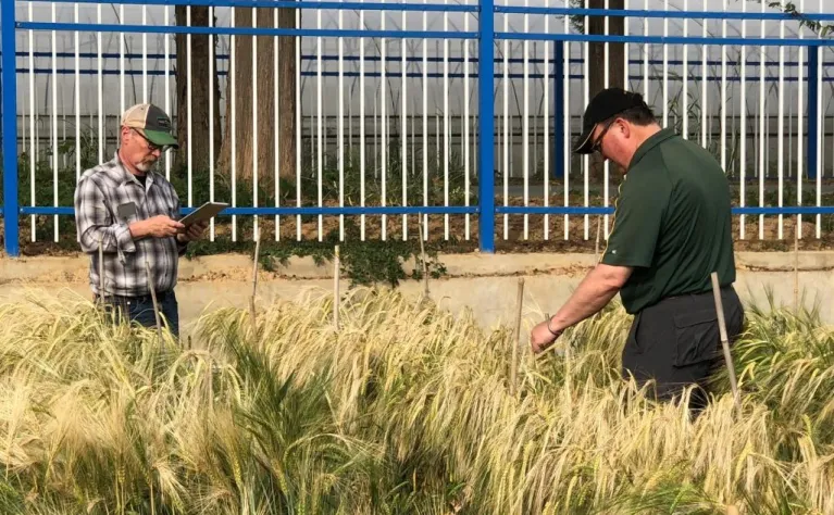NDSU researchers stand in a test plot of of waist-high barley