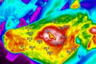 A near-infrared image used to evaluate beef cattle temperament