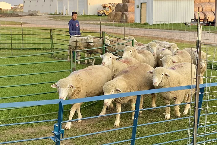 Several sheep in the corner of a pen