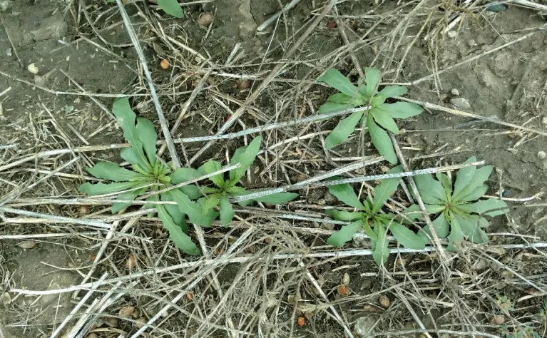 Five narrowleaf hawksbeard plants emerging from the soil in a field