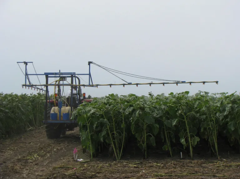 A small tractor with a sprayer driving between two plots of tall sunflowers.
