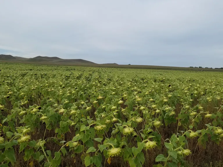 A field of sunflowers